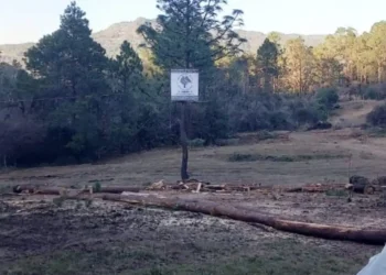 Habitantes de Huixtán, alertan por tala de 200 hectáreas de bosques