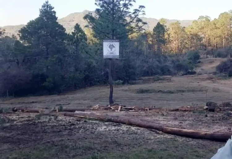 Habitantes de Huixtán, alertan por tala de 200 hectáreas de bosques