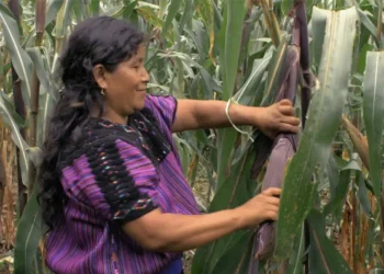 Desde Chiapas a CINETECA NL: mujeres indígenas construyendo libertad y esperanza
