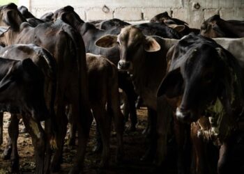 EU confirma dos casos más de gusano barrenador en Texas; ¿cuántos van?