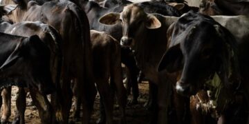 EU confirma dos casos más de gusano barrenador en Texas; ¿cuántos van?