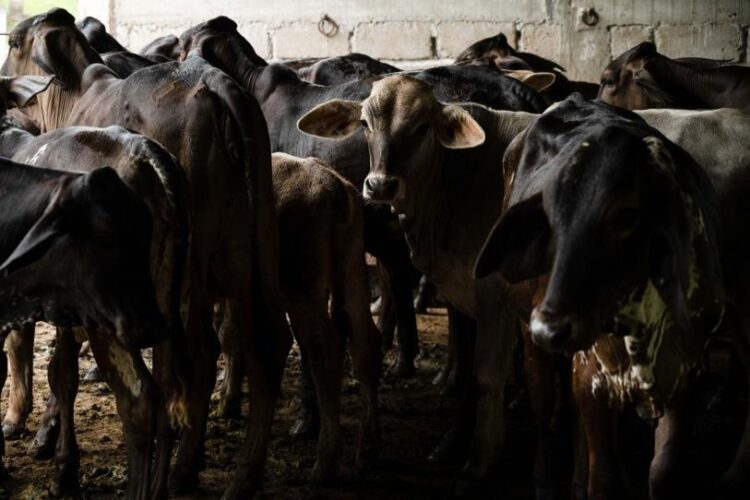 EU confirma dos casos más de gusano barrenador en Texas; ¿cuántos van?