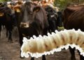 Gusano barrenador pone en alerta a Estados Unidos por impacto millonario en el ganado