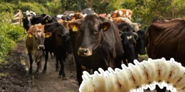 Alerta sanitaria: Reaparece el gusano barrenador en Texas tras casi 60 años