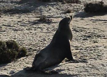 Rescatan a ejemplar de lobo marino en Chiapas