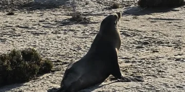 Rescatan a ejemplar de lobo marino en Chiapas