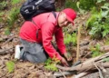 Reafirman compromiso ambiental con jornada de reforestación en La Florecilla