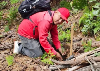 Reafirman compromiso ambiental con jornada de reforestación en La Florecilla