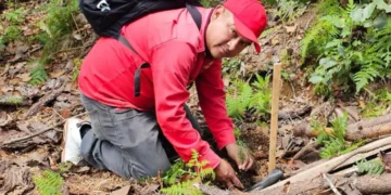 Reafirman compromiso ambiental con jornada de reforestación en La Florecilla