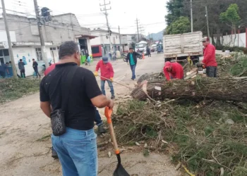Retiran árbol con riesgo de colapso en el Periférico Sur