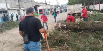 Retiran árbol con riesgo de colapso en el Periférico Sur
