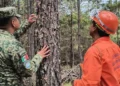 Fortalecen acciones de saneamiento forestal 