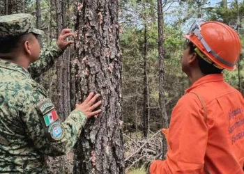 Fortalecen acciones de saneamiento forestal 