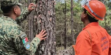 Fortalecen acciones de saneamiento forestal 
