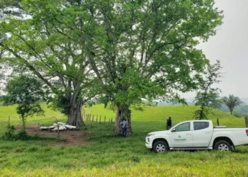 Atiende Gobierno de Chiapas siniestro por muerte de 14 bovinos tras caída de rayo en Pichucalco