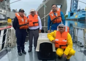 Participa UNACH en acciones para atender a ejemplar de lobo marino varado 