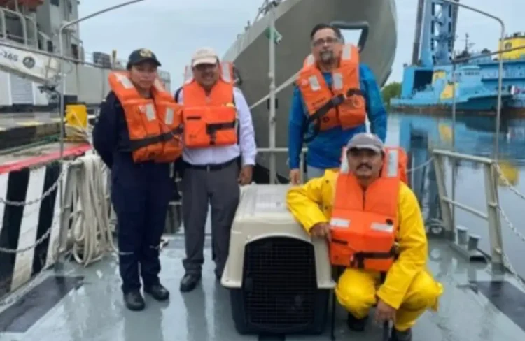 Participa UNACH en acciones para atender a ejemplar de lobo marino varado 