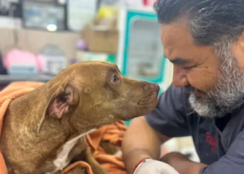 Ayuntamiento de SCLC reafirma compromiso con la protección y bienestar animal