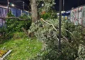Refuerzan prevención de riesgos tras desplome de eucalipto en la instalaciones de la UNACH