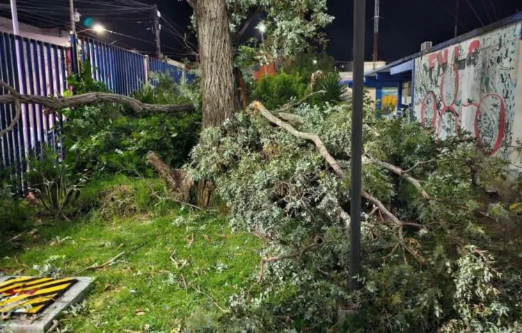 Refuerzan prevención de riesgos tras desplome de eucalipto en la instalaciones de la UNACH