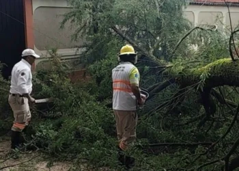 Protección Civil atiende caída de árbol y libera vialidad en San Cristóbal