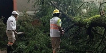 Protección Civil atiende caída de árbol y libera vialidad en San Cristóbal