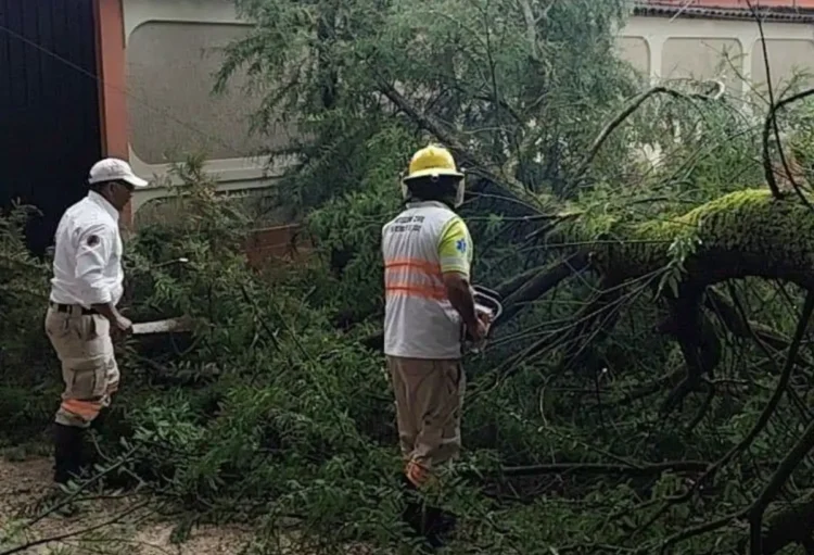 Protección Civil atiende caída de árbol y libera vialidad en San Cristóbal