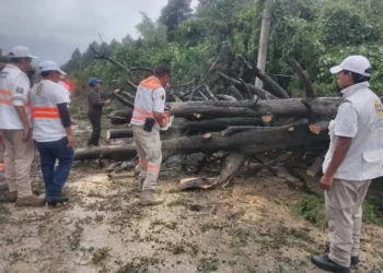 PC y Tránsito Municipal atienden caída de árbol en la carretera a la Quinta San Martín