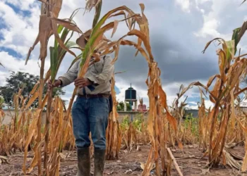 Sequía acaba con cultivos en Chiapas