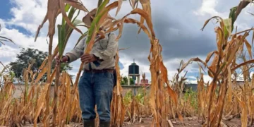 Sequía acaba con cultivos en Chiapas