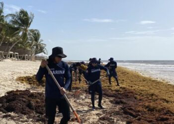 Urgen tomar medidas contra sargazo; circulan hasta 90 toneladas al día