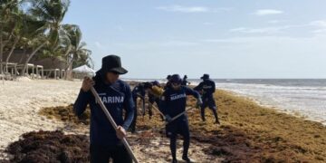 Urgen tomar medidas contra sargazo; circulan hasta 90 toneladas al día