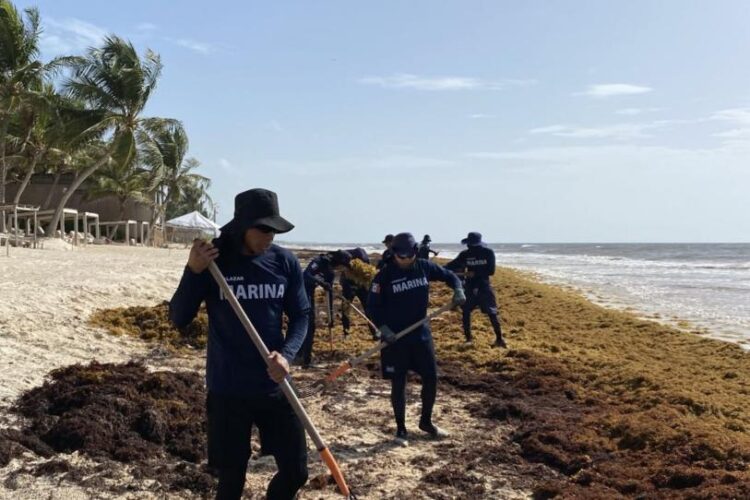 Urgen tomar medidas contra sargazo; circulan hasta 90 toneladas al día