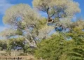 Derriban a ‘La Abuela’, último álamo histórico, para ampliar muro fronterizo en Arizona