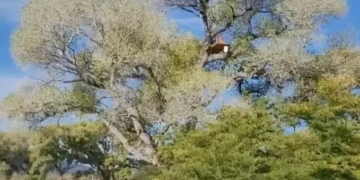 Derriban a ‘La Abuela’, último álamo histórico, para ampliar muro fronterizo en Arizona
