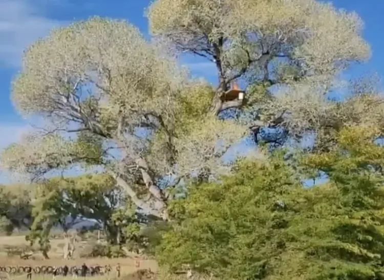 Derriban a ‘La Abuela’, último álamo histórico, para ampliar muro fronterizo en Arizona