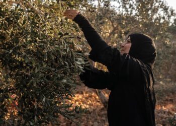 Colonos israelíes arrasan tierras agrícolas palestinas en Cisjordania