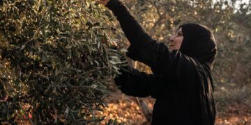 Colonos israelíes arrasan tierras agrícolas palestinas en Cisjordania