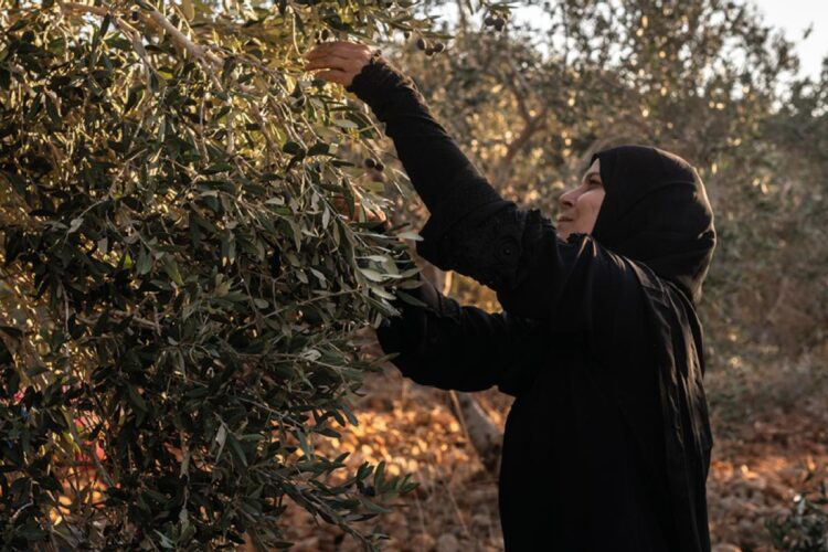 Colonos israelíes arrasan tierras agrícolas palestinas en Cisjordania