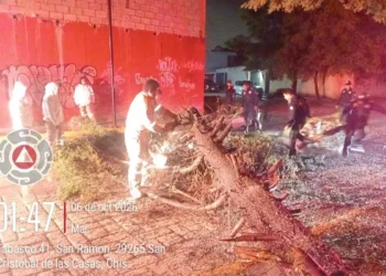 Protección Civil atiende caída de árbol y libera vialidad en San Cristóbal