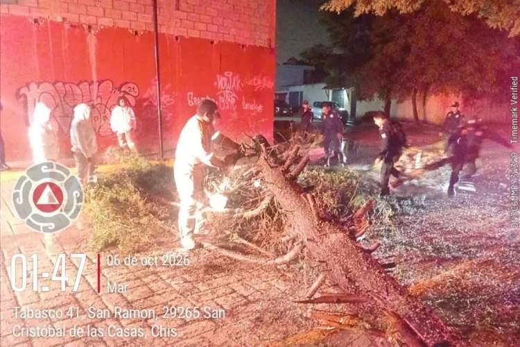 Protección Civil atiende caída de árbol y libera vialidad en San Cristóbal