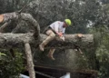 Protección Civil atiende caída de árbol y elimina riesgo en vivienda de El Mirador