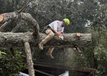 Protección Civil atiende caída de árbol y elimina riesgo en vivienda de El Mirador
