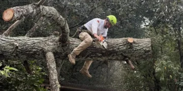 Protección Civil atiende caída de árbol y elimina riesgo en vivienda de El Mirador