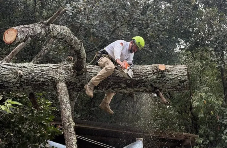 Protección Civil atiende caída de árbol y elimina riesgo en vivienda de El Mirador