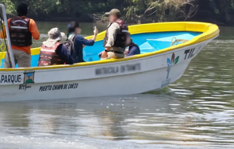 Profepa reubica 13 ejemplares de cocodrilos de río en Chiapas