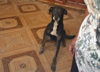 Atiende Servicios Públicos denuncia ciudadana por presunto abandono de un perro en SCLC