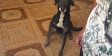 Atiende Servicios Públicos denuncia ciudadana por presunto abandono de un perro en SCLC