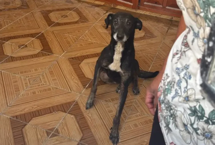Atiende Servicios Públicos denuncia ciudadana por presunto abandono de un perro en SCLC