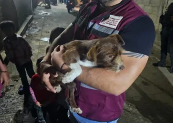 Ayuntamiento de SCLC rescata a cachorro víctima de maltrato